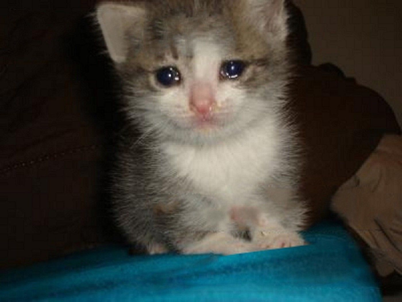 crying cat